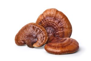 Reishi