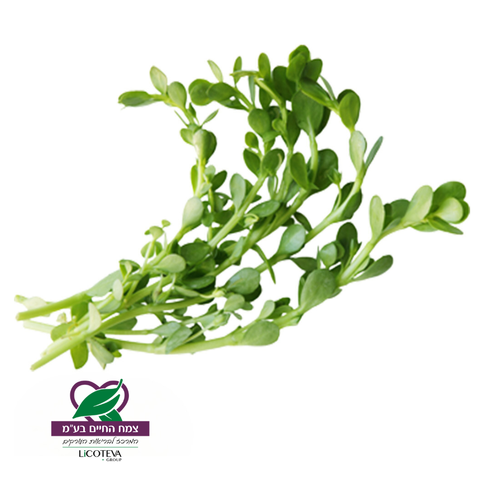 פְּשֵׁטָה שְׂרוּעָה _ Bacopa monnieri