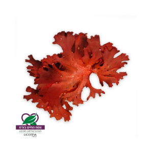 אצת-ים-_-Astaxanthin